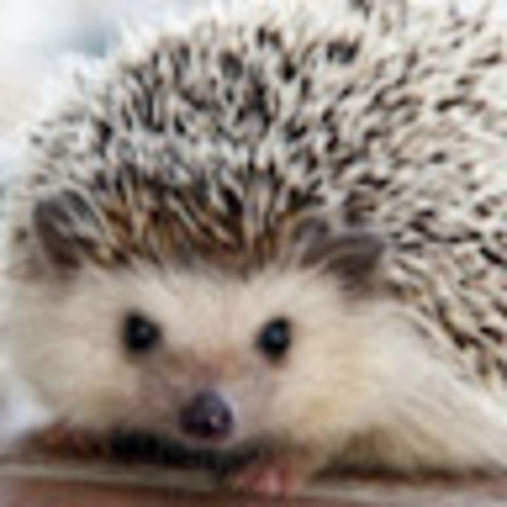 Meet your Posher, Sandy